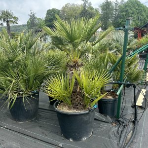 Chamaerops Humilis, kont. C80L, výška kmeňa: 50-60 cm, celková výška: 120-150 cm (-14°C)
